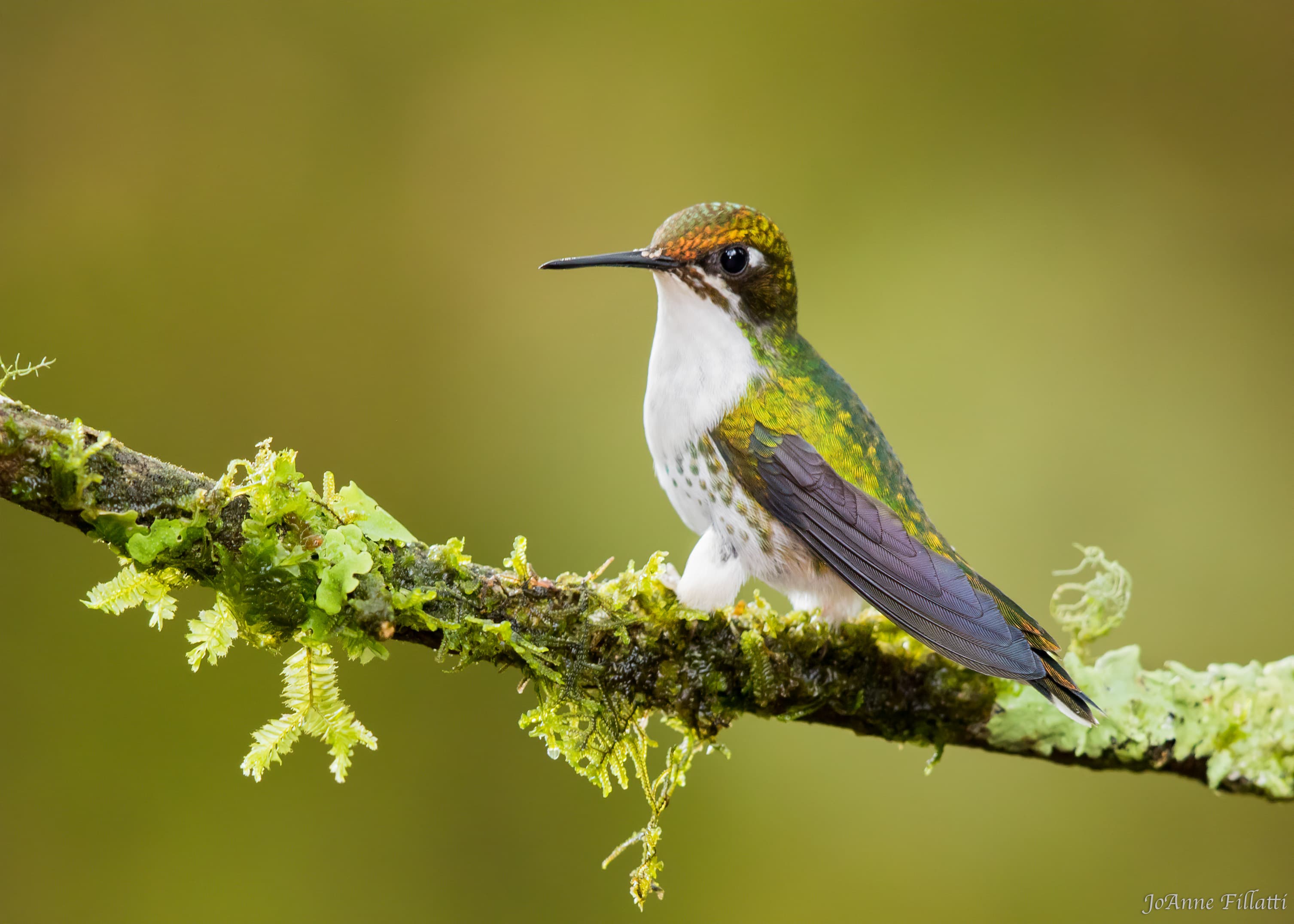 bird of ecuador image 3